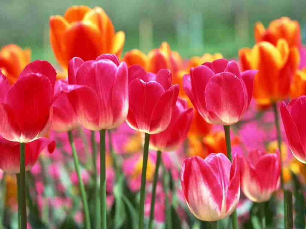 郁香简谱_儿歌简谱