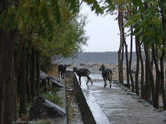 贺兰山岩画图片
