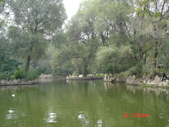 柳湖图片