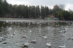 翠湖公园图片