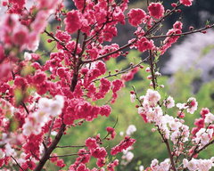 林芝桃花沟图片