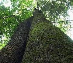 建瓯万木林自然保护区图片