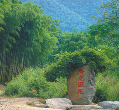 中国大竹海图片