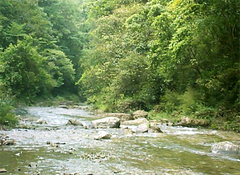 蛤蚌河原始生态游风景区图片