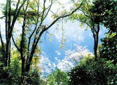 长坡岭森林公园图片
