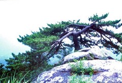 薄刀峰图片