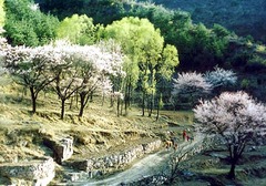 郭亮村图片