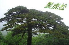 黑虎松图片