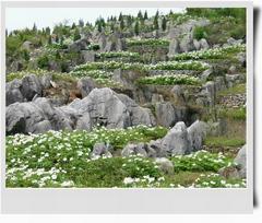 丫山花海石林图片
