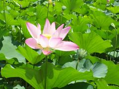 莲花池公园图片