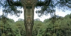南阳森林公园图片