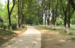 菱湖公园图片