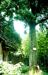 东庵森林公园图片