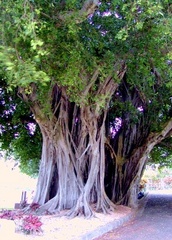 华人公墓Chinese Cemetery 华人公墓Chinese Cemetery4