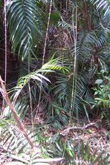 库仑达热带雨林 Kuranda Rainforest3