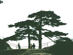 陪客松图片