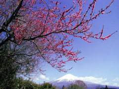 富士山 富士山5