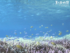 海底世界 2006121305163418994