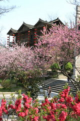 桃花源图片