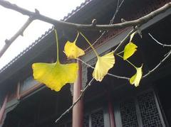 犍为县文庙图片