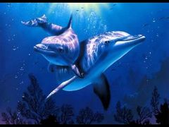 海豚湾 %E6%B5%B7%E8%B1%9A