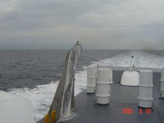 薄荷岛 5090621_h[1]
