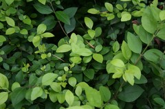 植物
