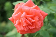 东苑的小花