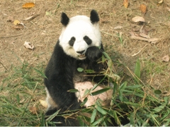 大熊猫繁育研究基地图片