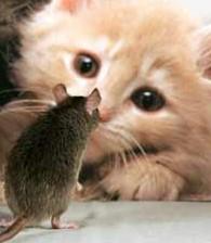 CAT-AND-MOUSE
