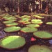 庞普勒穆斯植物园