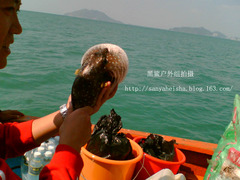 氣鼓魚