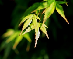 digital_Photograph_215
