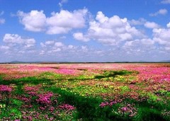 若尔盖