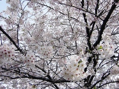日本札幌6