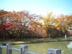 东京代代木公园图片