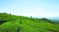 茶园图片