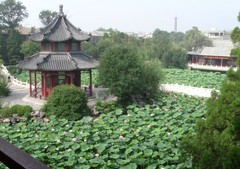 古莲花池图片