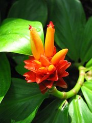 新加坡植物园图片