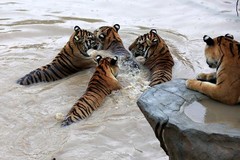 虎林园图片