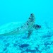 帕劳海底生物