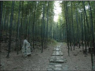 南山竹海