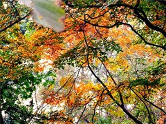 栖霞山图片
