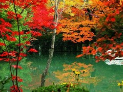 栖霞山06红叶