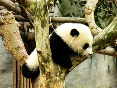 大熊猫繁育研究基地图片