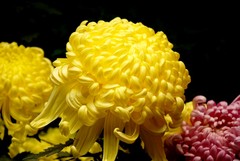锡惠公园04菊花
