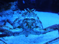 上海海洋水族馆图片