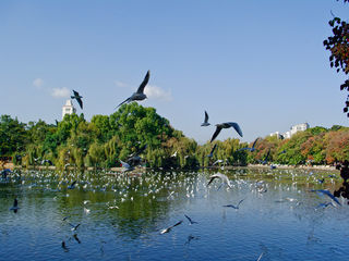 翠湖公园