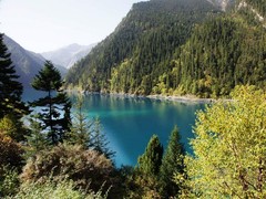 甘海子图片