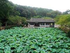 长春花漪2